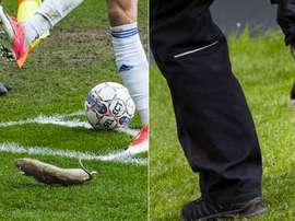 Les supporters de Brondby ont lancé des rats morts. Twitter
