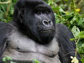 You can see Mountain Gorilla's in Rwanda. AFP