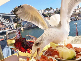 Casillas se topó con una gaviota hambrienta. Instagram/IkerCasillas