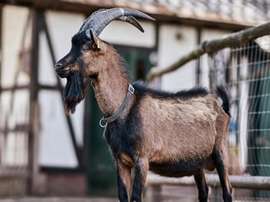 A cabra Hennes é o mascote do Colônia. Twitter/fckoeln