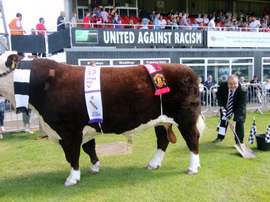 Hereford's bull, Ronaldo, has become a bit of a lucky charm for the British side. HerefordFC