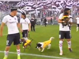 La belle initiative canine de Colo-Colo. Twitter/CaciqueENG