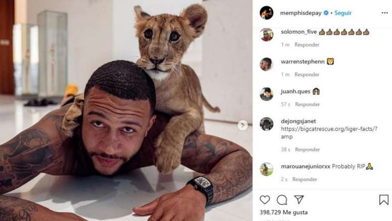 Depay Presento A Su Mascota Un Leon Cachorro Besoccer