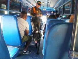 Modric, el perro antinarcótico del cuerpo de Carabineros del Atlántico. Twitter/
