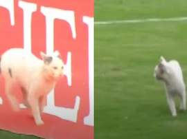 El gato que ayudó a defender a Junior. Capturas/RCN