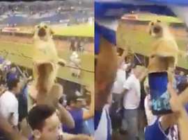 Le chien le plus fan de football du monde. Twitter/FootballJOE