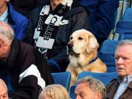Yardley, um cão com assento marcado no estádio. Captura/Twitter